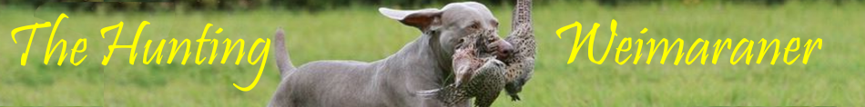 Hunting Weimaraner