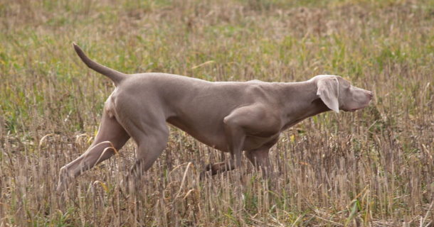 working weimaraner