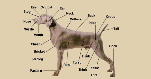 UK Breed Standard