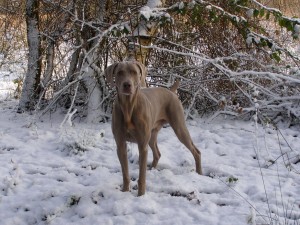 Storm Aged Seven    